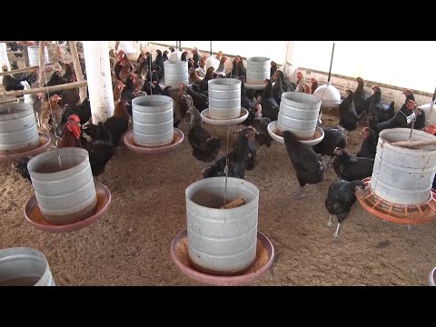 Embrapa Meio-norte pesquisa geo-própolis para alimentação de galinhas 08 10 2022
