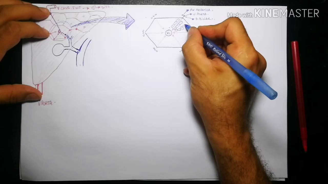 FIGADO: fisiologia hepatica