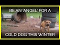 Please Be an Angel for a Cold, Lonely Dog This.