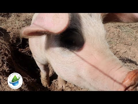 Paddock Shifting Gloucestershire Old Spot Pigs