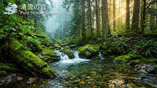 静かな森の清流 | 睡眠・瞑想・リラックスのための自然音