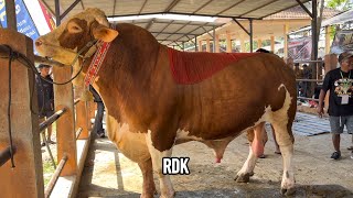 Download lagu SAPI MONSTER TERBESAR TIBA KONTES BLITAR mp3 Download lagu SAPI MONSTER TERBESAR TIBA KONTES BLITAR mp3