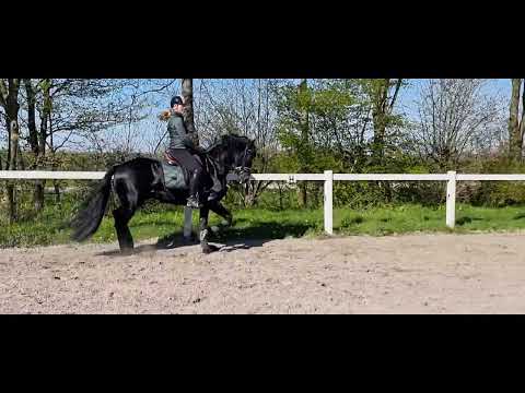 Stal Okkema's Ids - Jasper x Thomas - Stallion - 2018 - 1.62m