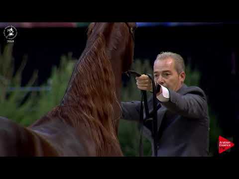 N.106 SULTANA AL HAMAD - Lier 2018 - Futurity Fillies Championship (Class A)