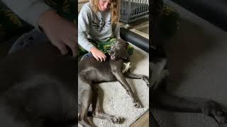 Video preview image #1 Blue Lacy-Unknown Mix Puppy For Sale in Rosenberg, TX, USA