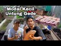 CUAN BOSS MODAL KECIL TAPI UNTUNG GEDE HANYA TERNAK KURA KURA DI KULKAS BEKAS