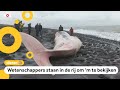 Microscopen en vriezers; dit gebeurt er met een aangespoelde walvis