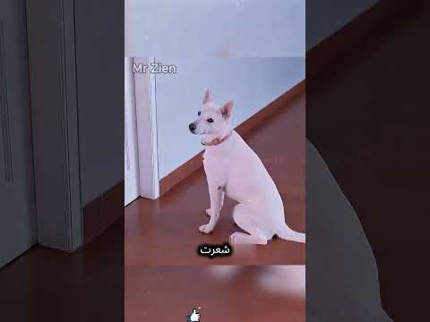 هذا الكلب المخلص حمى فتاة طوال حياتها 🐕✨❤️