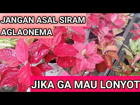 JANGAN ASAL SIRAM AGLAONEMA, BIAR GAK LONYOT (CARA MENYIRAM AGLAONEMA)