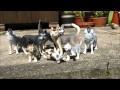 Schleich Wolf and Husky toy collection 