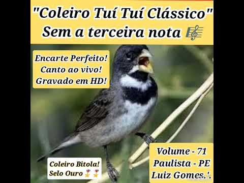COLEIRO TUÍ TUÍ CLÁSSICO SEM A TERCEIRA NOTA! ÁUDIO AO VIVO GRAVADO EM HD! EXCELENTE PARA ENCARTES!