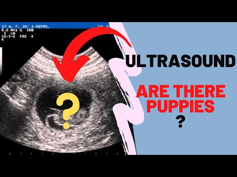 Ultrasound for Nani's puppies-