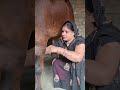 Cow Baffalo Animalfarming Animals Cattleworld Cattlefarming