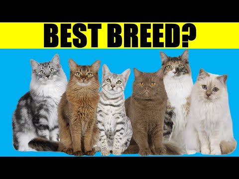 These Are The Best Cat Breeds For First Time Owners/Beginners (#3 Will Surprise You)
