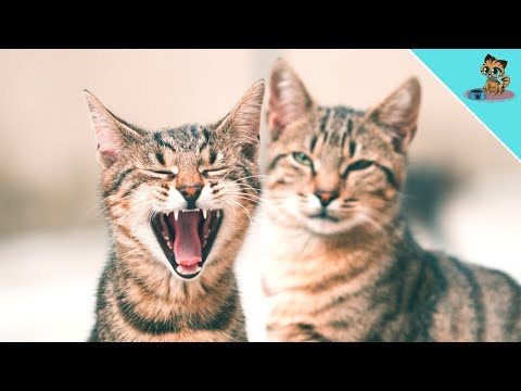 SO kommunizieren Katzen untereinander, ohne dass DU es merkst!