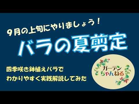 春にディプラデニアを剪定するにはどうすればよいですか？花を美しく保つためのヒントをご紹介します  庭園