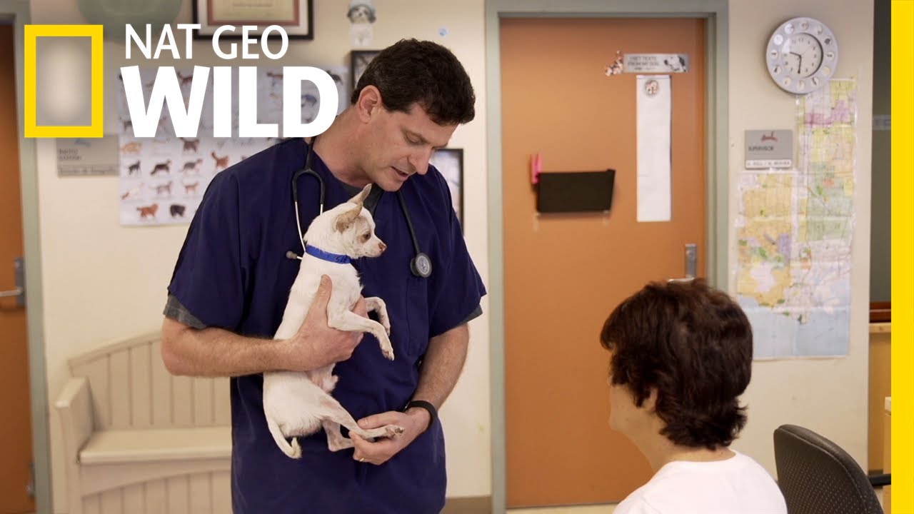 Love at First Cuddle | BarkFest