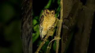 Download lagu Suara burung hantu mungil ini sering terdengar di sekitar rumah | Celepuk Reban mp3 Download lagu Suara burung hantu mungil ini sering terdengar di sekitar rumah | Celepuk Reban mp3