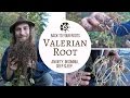 Valerian Back To Your Roots With Yarrow Willard Cl H Harmonic Arts