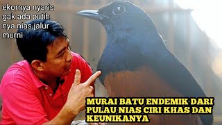 Download lagu MURAI BATU ENDEMIK DARI PULAU NIAS CIRI KHAS DAN KEUNIKANYA mp3 Download lagu MURAI BATU ENDEMIK DARI PULAU NIAS CIRI KHAS DAN KEUNIKANYA mp3