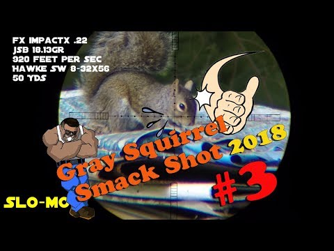 Gray Squirrel Smackshot #3 of 2018