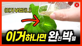 [병충해가 너무 없어서 오히려 걱정돼요]ㅣ눈에 안보이는 해충까지 무조건 죽이는 완벽한 방법ㅣ어느 집에나 있습…