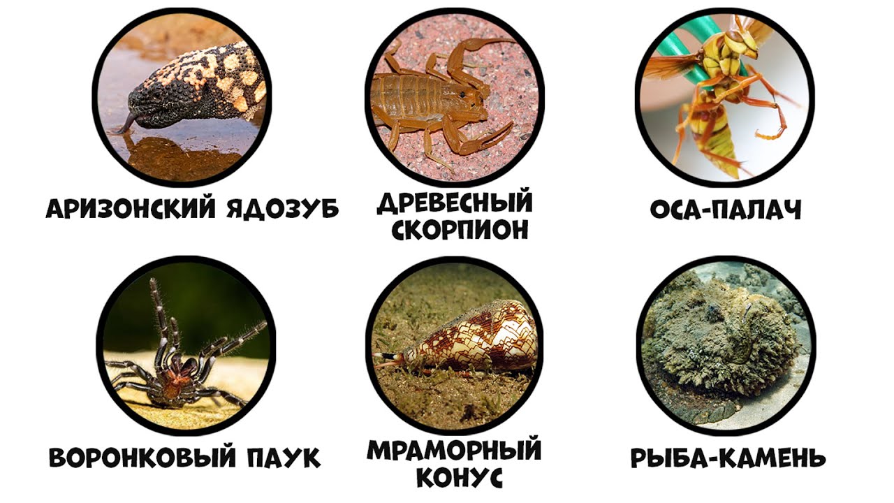Все самые опасные ядовитые животные за 11 минут