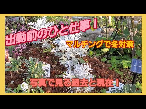 冬のマルチングのメリットとデメリットは何ですか？解読！  庭園