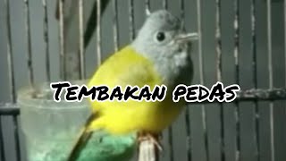 Download lagu SIKATAN KEPALA ABU GACOR,masteran unik mp3 Download lagu SIKATAN KEPALA ABU GACOR,masteran unik mp3