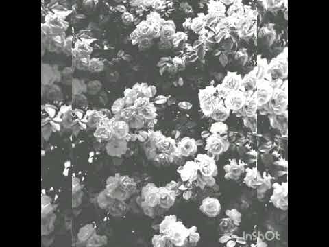 Szym'eh x Gugas x Wara x Lowi x Zioło Zioło - Hityna