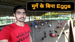 Day-26, Hen lays eggs without rooster