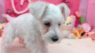 ミニチュアシュナウザーの動画01