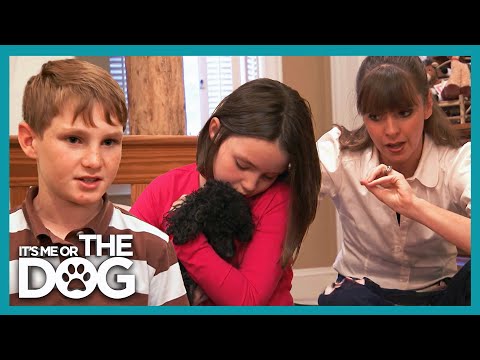 Victoria Stilwell Helps Toy Poodle Who Feels Scared By Boys And Men | It's Me Or The Dog