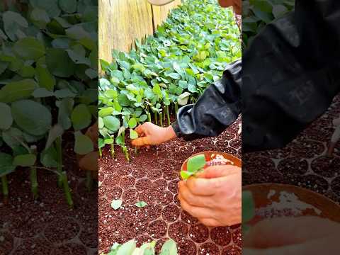 Rose Cutting Propagation: Growing New Plants the Smart Way!