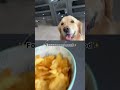 Can you blame her? #goldenretriever #dogs