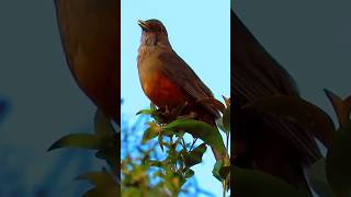 A Sabiá Laranjeira é realmente ESPETACULAR!!! #shorts