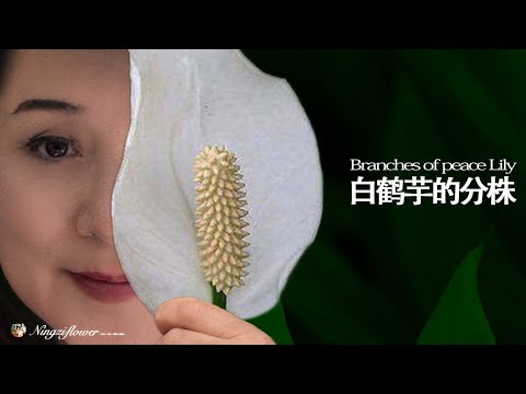 白鶴芋花