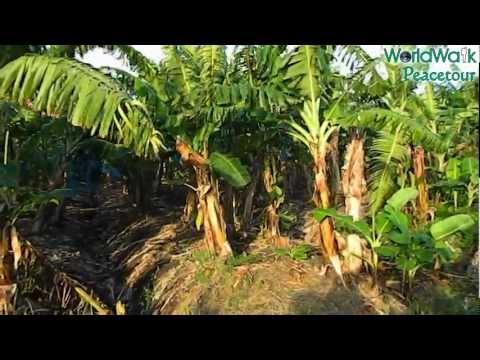 Munka a Martiniqe-i banán ültetvényen.