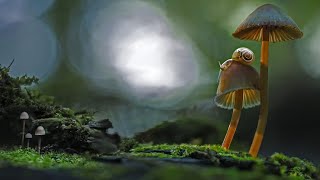 Download lagu 『カミーユ・サン＝サーンス　チェロ協奏曲第1番 イ短調 作品33』Cello Concerto No. 1 in A minor, Op. 33 mp3