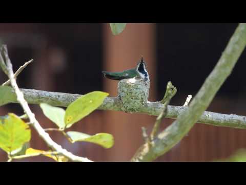 Cuidando sus futuros hijos...(Green-breasted Mango hembra) 