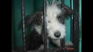 International Dog Rescue Video