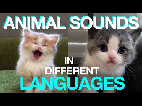 How Do Animals Sound in Different Languages?