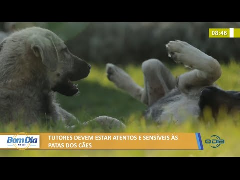 Tutores devem estar atentos í s patas dos cães 17 06 2021