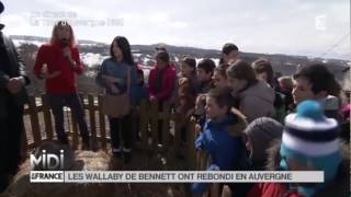 preview picture of video 'Parc Pédagogique Myocastors et Kangourous Saint Nectaire - Midi en France - Mars 2014'