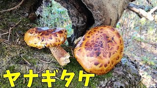 ヤナギタケ発見