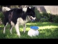 IFetch Automatic Ball Launcher Toy With 6 Balls