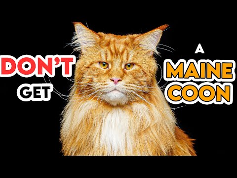 This Is Why You Shouldn't Get A Maine Coon Cat