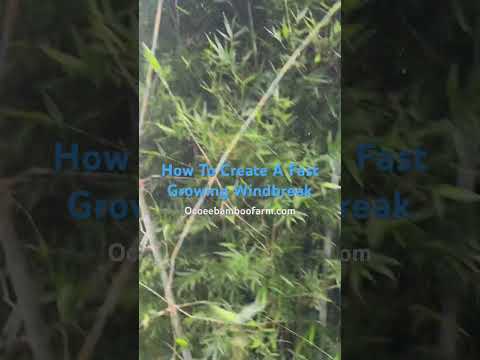 Fast Growing Windbreak Plants for Privacy and Noise Control – Learn ⏩ Ocoee Bamboo Farm 407‑777‑4807