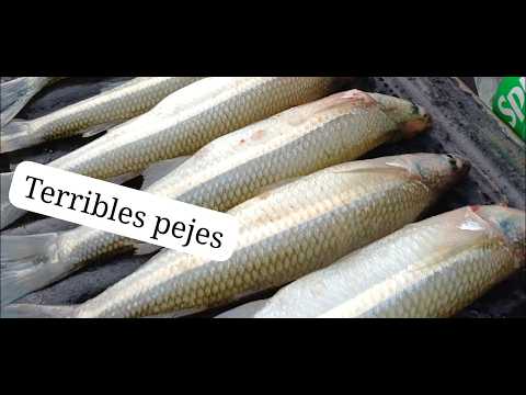 GUAMINI ESPLOTA DE PEJERREY:PESCA DE COSTA, EMBARCADO. creo la laguna del año.