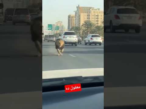 تجمد الدم في عروقنا! أقرب لقاء مع أسد مفترس لم نتوقعه أبداً!